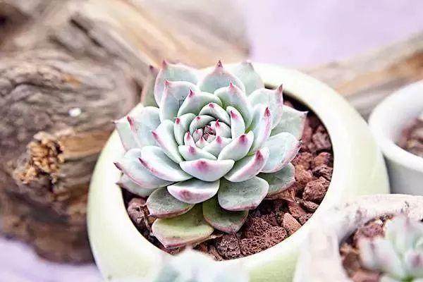 吉娃莲多肉植物的养护技巧