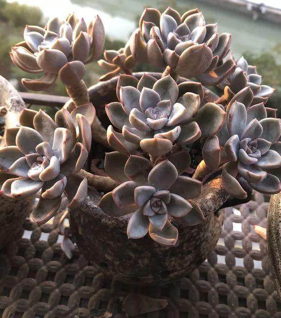 家里的多肉想要安全过冬 要学会这么做?