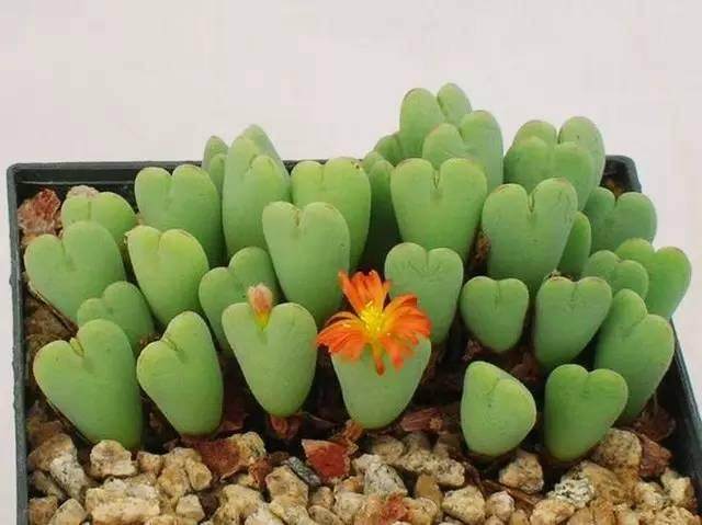 新手养多肉 如何选花盆 图片