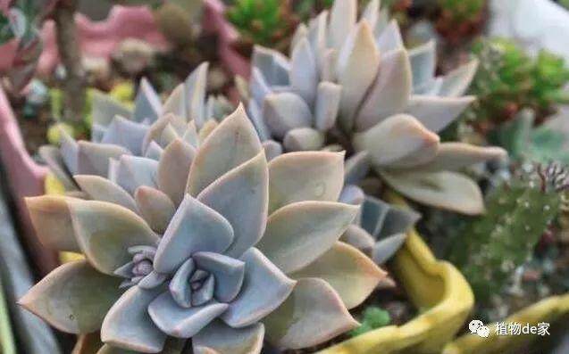 进入11月 成株多肉放养管理法则