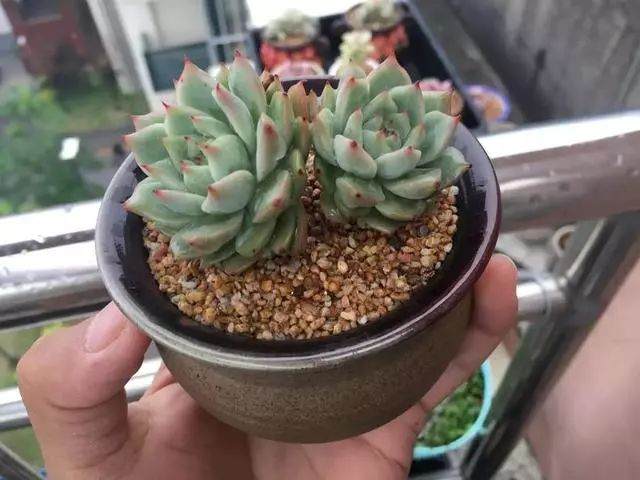 冬眠了?你的多肉植物是否有这些症状?