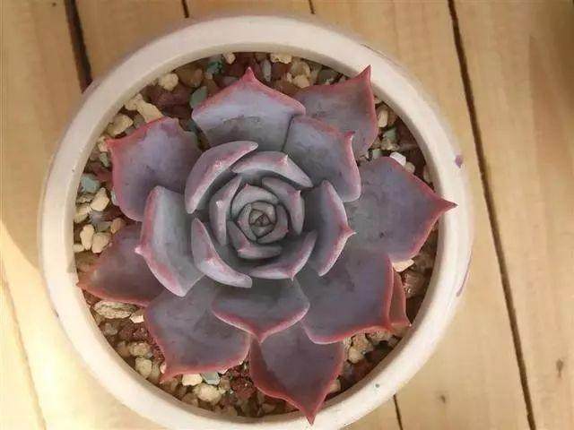 多肉植物的日常养护注意事项