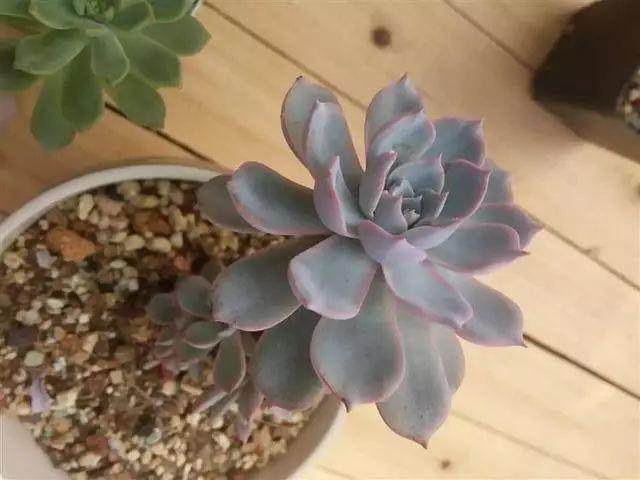 以下是常见的冬型种多肉植物