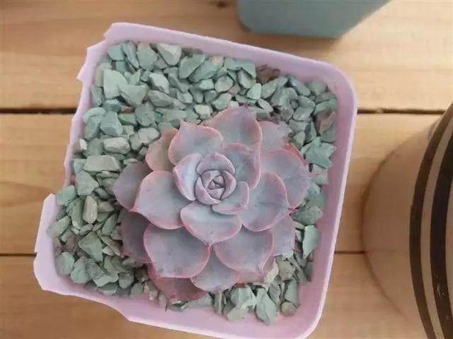 夏种型多肉的养护技巧