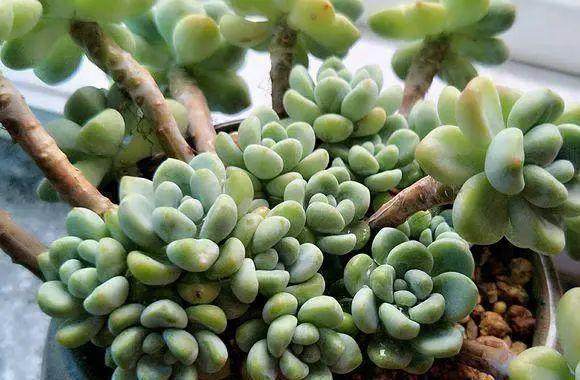 在秋季如何把多肉养大养肥?