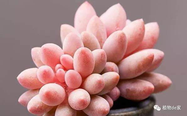 过多的施肥容易给多肉植物造成伤害