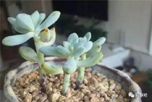 新收到的多肉化水千万别放弃 还能抢救