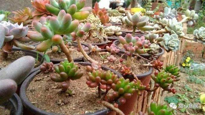 聊聊养多肉植物会遇到的4个误区