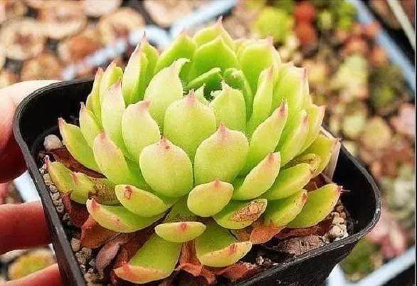 预防多肉黑腐病的5个方法