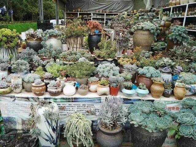 哪些肥料可以让多肉长的更好?