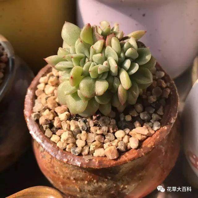 为什么大棚同是5年的多肉老桩 价格却相差上百？