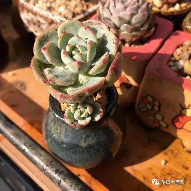 为什么说有干透浇透对多肉有伤害?