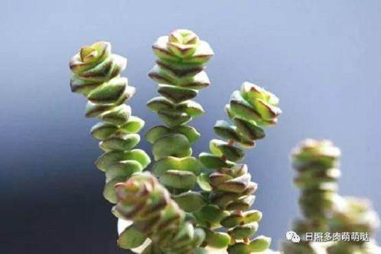 喜欢常浇水 就养这几种喜水多肉植物吧