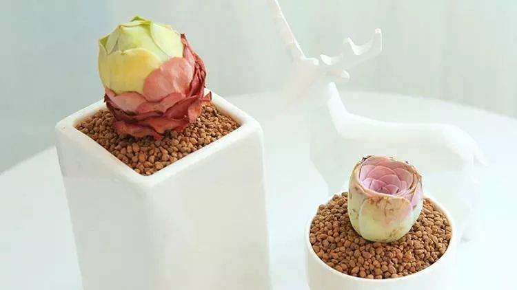 经验 新手养护多肉植物的方法介绍