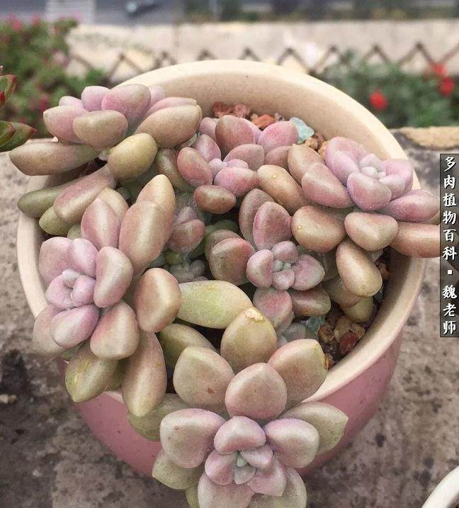 入坑三年 推荐些好看又好养的多肉植物给大家!