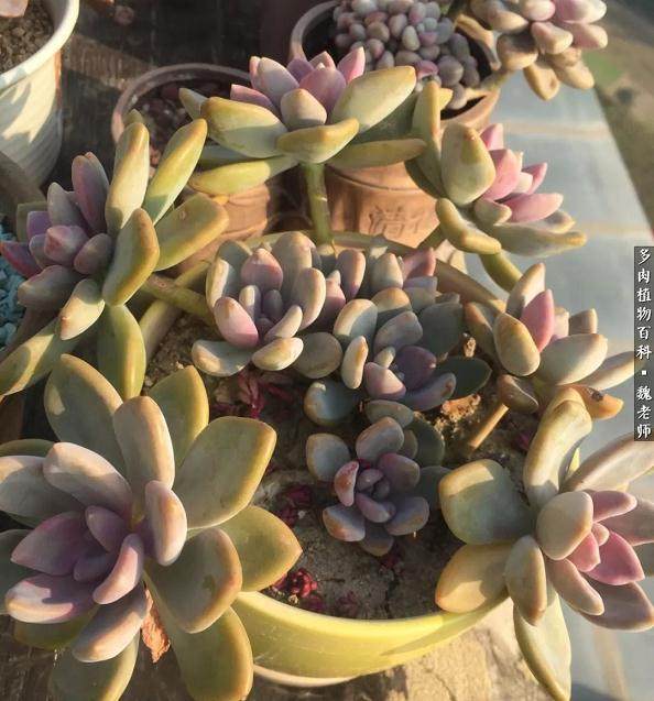 入坑三年 推荐些好看又好养的多肉植物给大家!