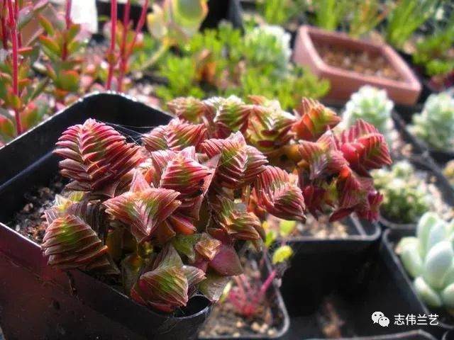 冬型种 就是会在夏天休眠 冬天生长的多肉植物