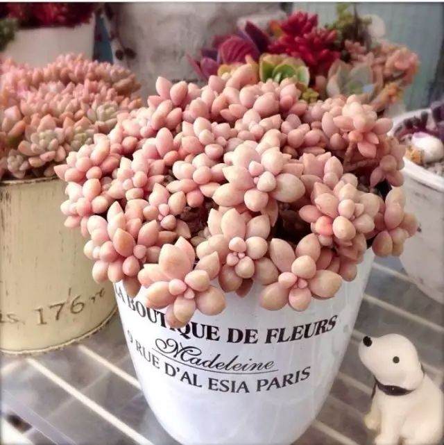 便宜又好养 最容易爆盆的多肉植物