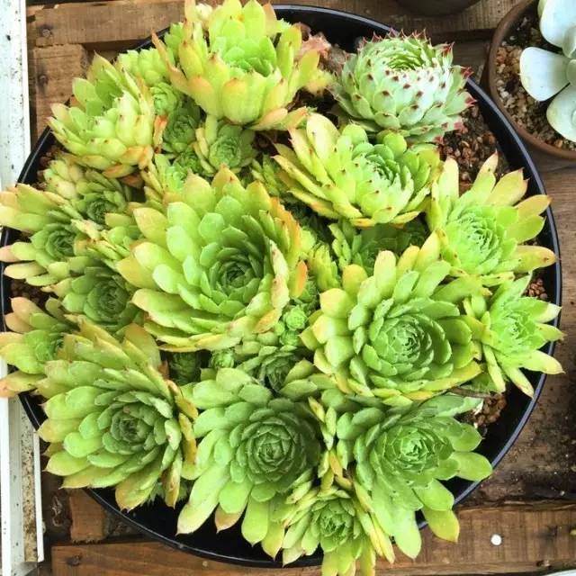 便宜又好养 最容易爆盆的多肉植物