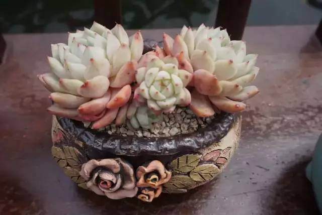 有五类人不合适养多肉植物 看看你是不是其中之一