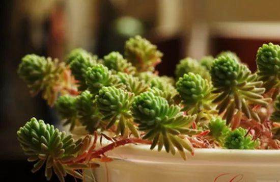 多肉植物的徒长与配土浇水有关