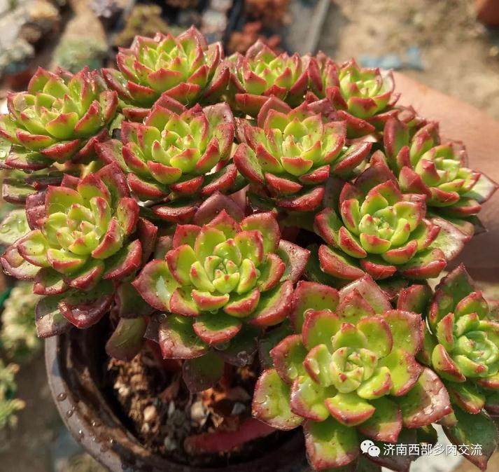 冬季多肉植物养护注意事项