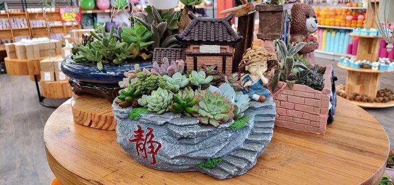 冬季多肉植物的养护指南