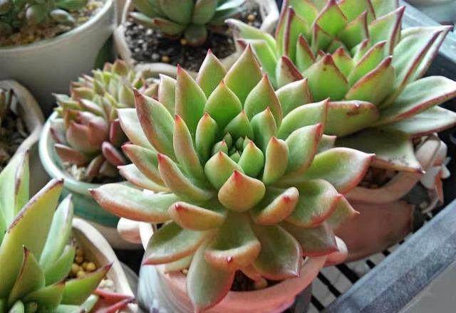 如何多肉植物的虫害防治工作?