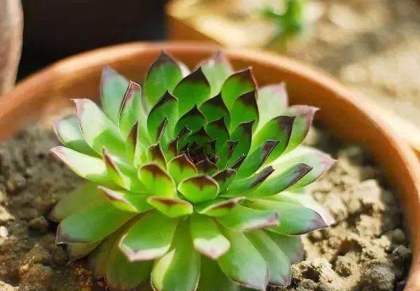 教你如何养护多肉观音莲