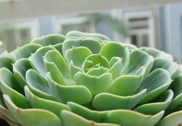 教你如何养护多肉观音莲