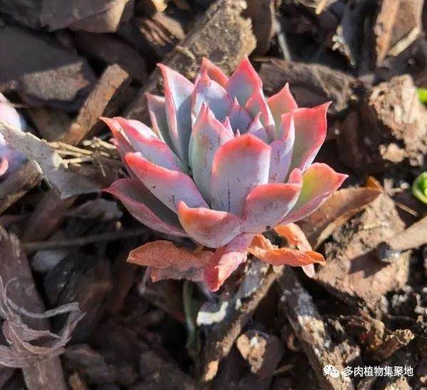 如何在夏天防治多肉植物真的病虫?