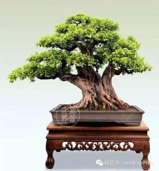 虽然我常常认为盲人会做出精彩的盆景