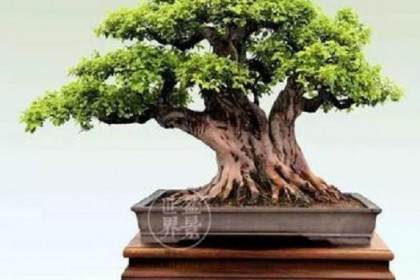 虽然我常常认为盲人会做出精彩的盆景