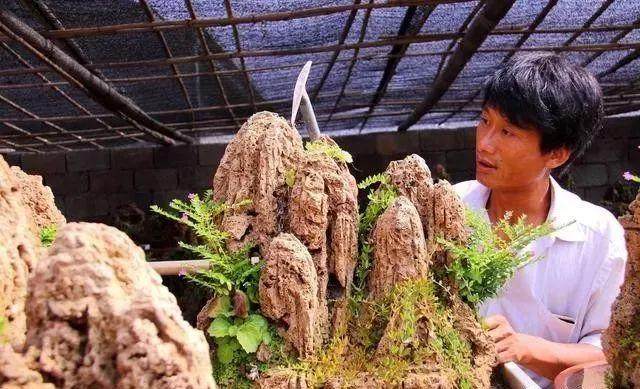 盆景课堂:树不在大,有石有水则灵