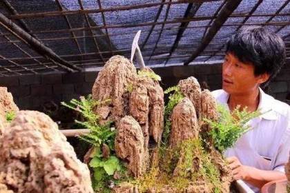 盆景课堂树不在大 有石有水则灵