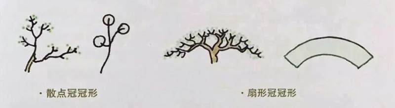 图解 盆景制作中冠部的几种制作方式