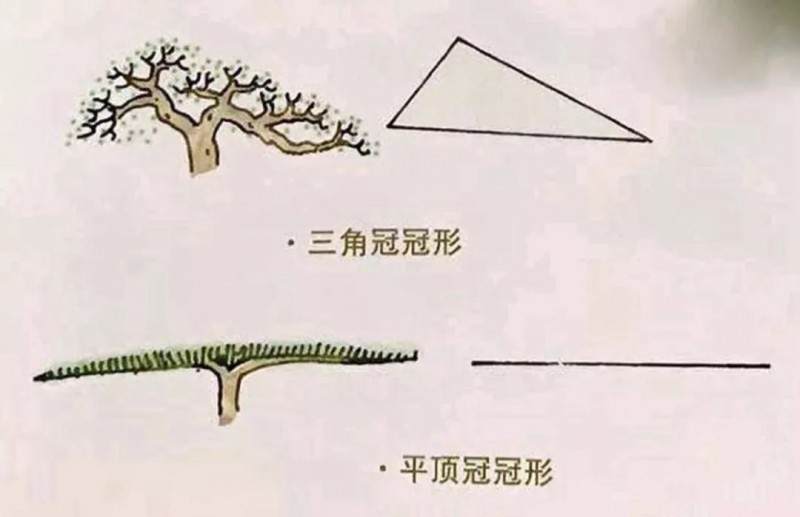 图解 盆景制作中冠部的几种制作方式