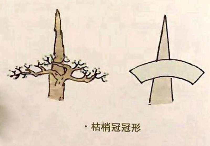 图解 盆景制作中冠部的几种制作方式