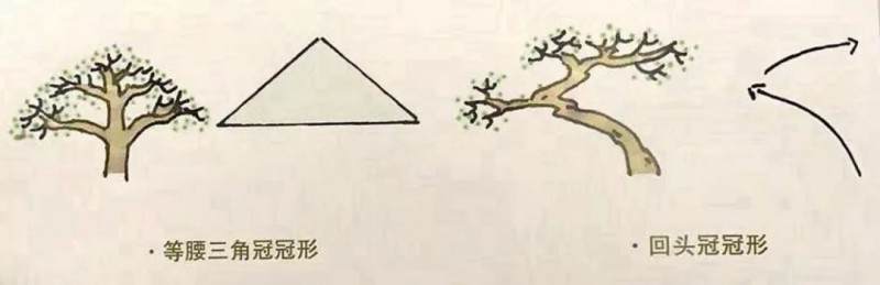 图解 盆景制作中冠部的几种制作方式