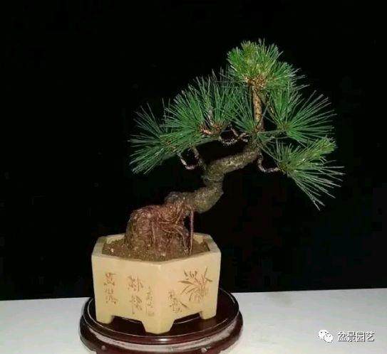 老张还介绍了盆景黑松的提根技巧 其实很简单