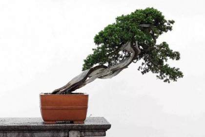 大观堂古董盆景即将亮相2018北京博览会