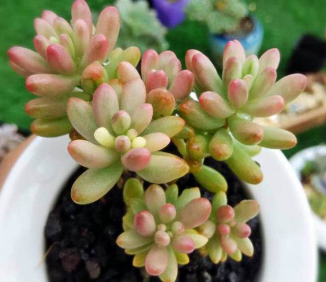 如何让多肉植物如养出多个头来 图片