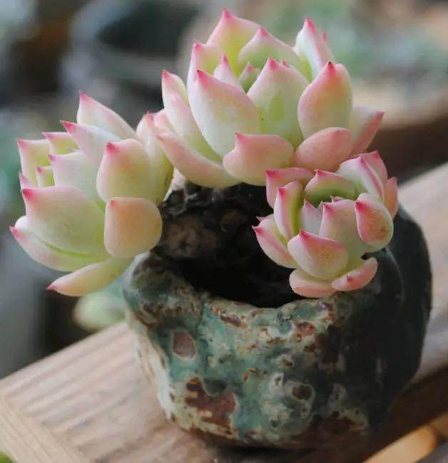 多肉植物变色条件 - 低温 光照 温差