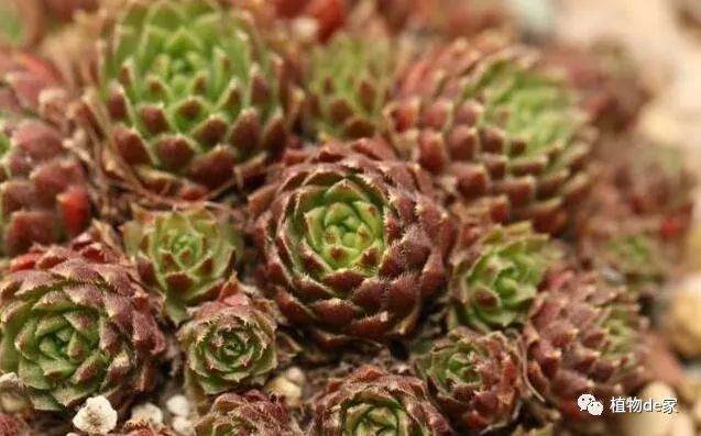 多肉盆土板结不要怕 一招解决无需换土!