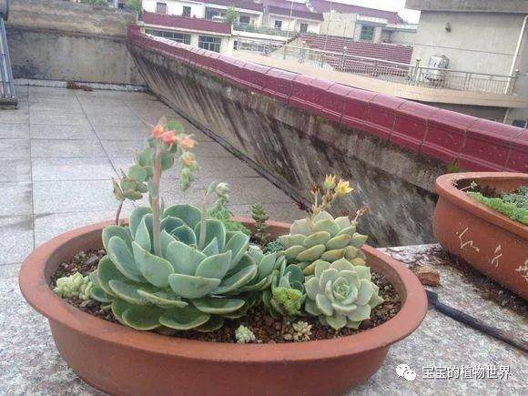 玉蝶多肉植物患黑腐病 怎么办?