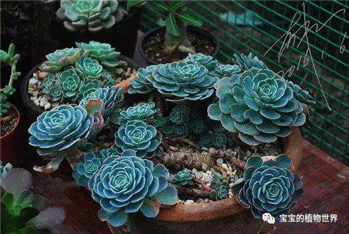 玉蝶多肉植物的叶插繁殖