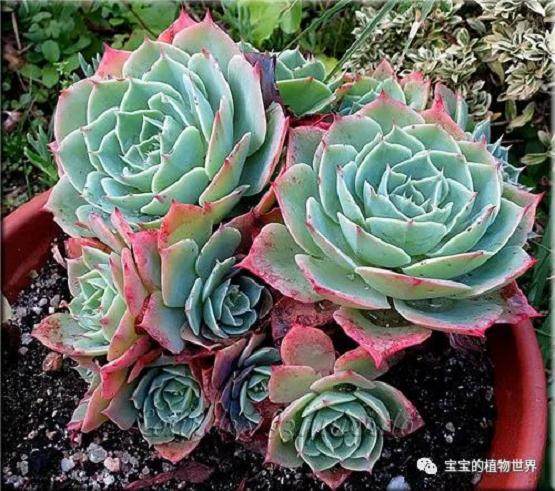 玉蝶多肉植物的外观与喜好