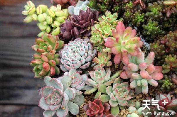 新手养多肉植物的5个窍门