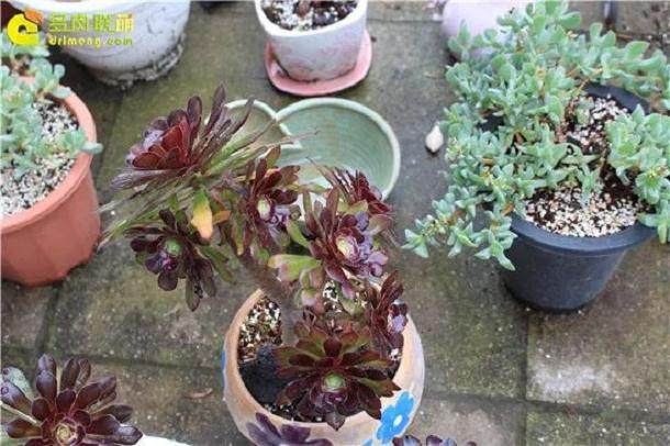秋天买多肉植物 有这4个好处
