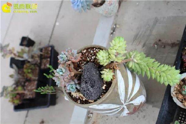 怎么简单方便的混制多肉配土?